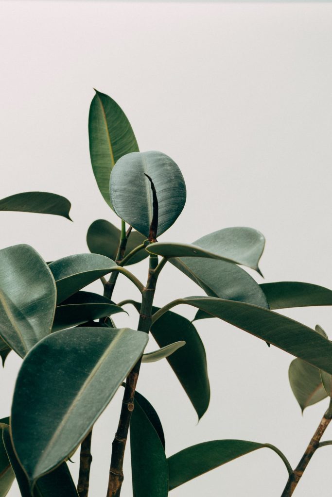 Studio Sananikone Ficus